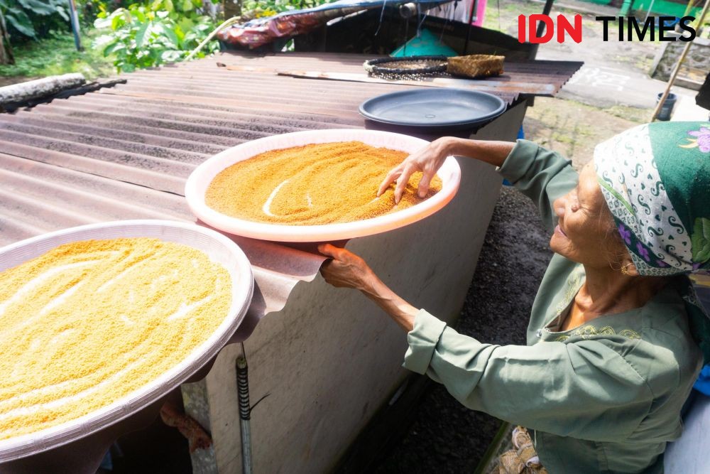 10 Potret Pemanfaatan Pohon Aren Khas Hutan Hujan Tropis Pekalongan