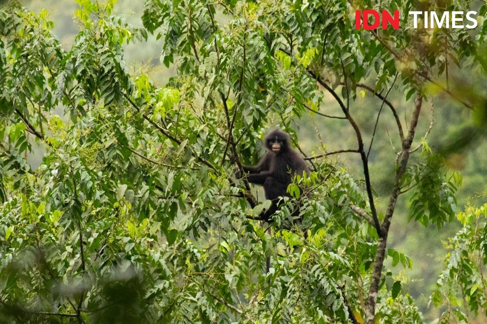 12 Potret Keanekaragaman Hayati di Hutan Hujan Tropis Pekalongan