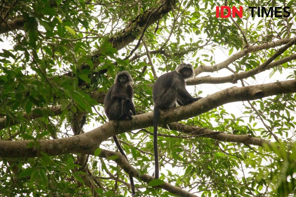 There are around 3,000 Javan langur monkeys (Trachypithecus auratus) in Petungkriyono Forest.