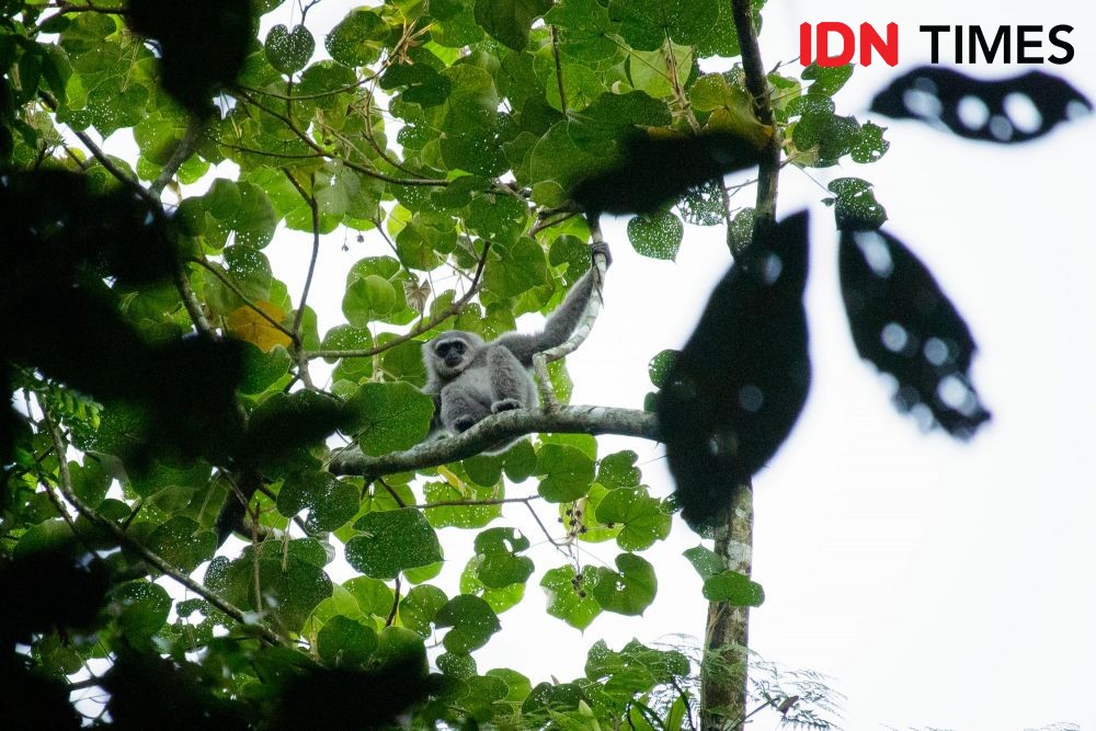 12 Potret Keanekaragaman Hayati di Hutan Hujan Tropis Pekalongan