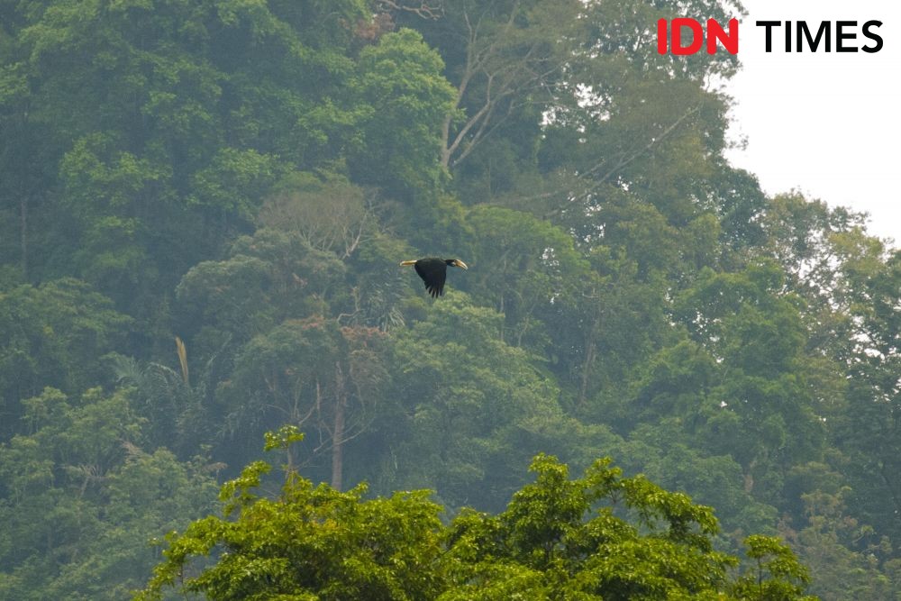 Petungkriyono Forest, located in the lowlands, also serves as the habitat for the Golden Hornbill (Aceros undulatus).