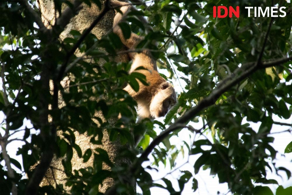 A number of rare and protected primates also exist in the forest, like the Long Tailed Monkey (Macaca fascicularis).