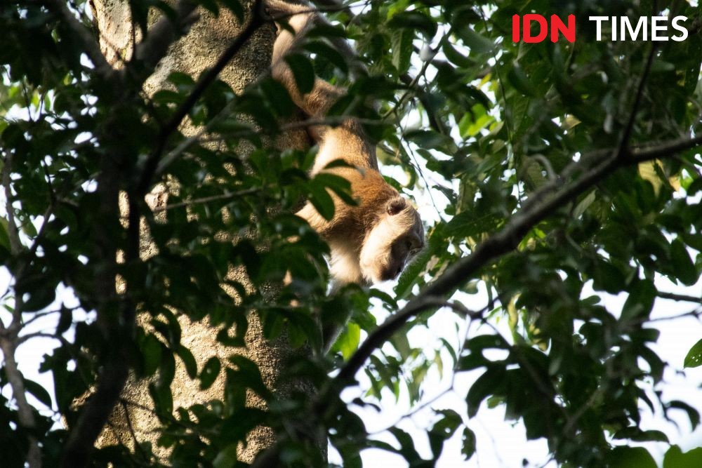 12 Potret Keanekaragaman Hayati di Hutan Hujan Tropis Pekalongan