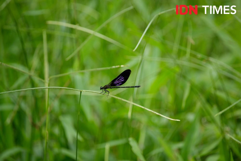 12 Potret Keanekaragaman Hayati di Hutan Hujan Tropis Pekalongan