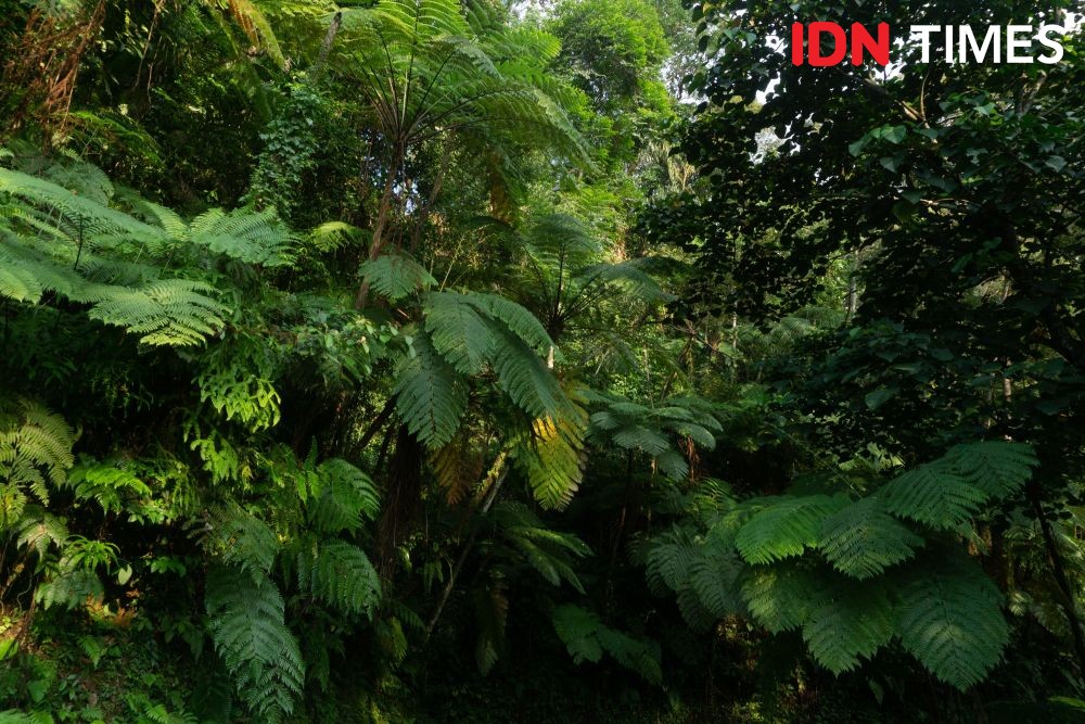 12 Potret Keanekaragaman Hayati di Hutan Hujan Tropis Pekalongan