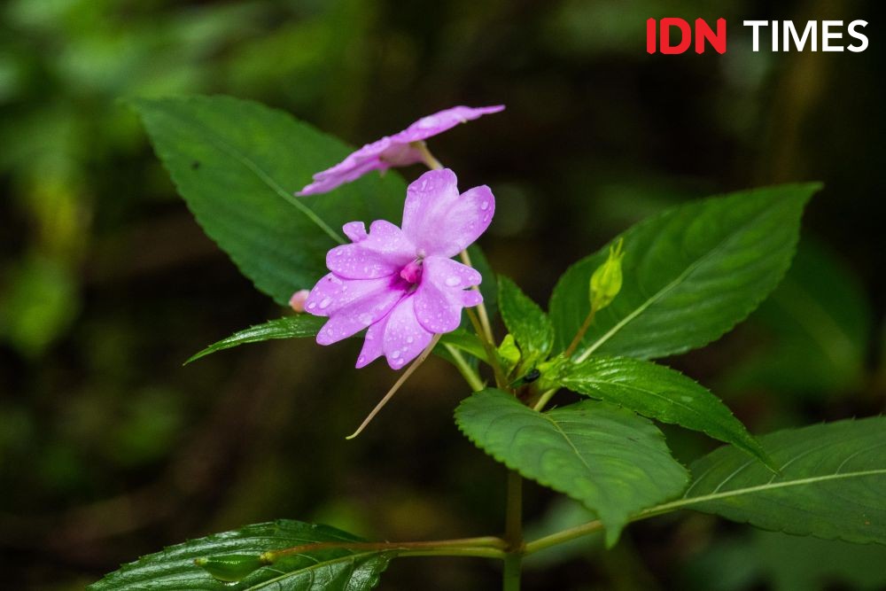 12 Potret Keanekaragaman Hayati di Hutan Hujan Tropis Pekalongan