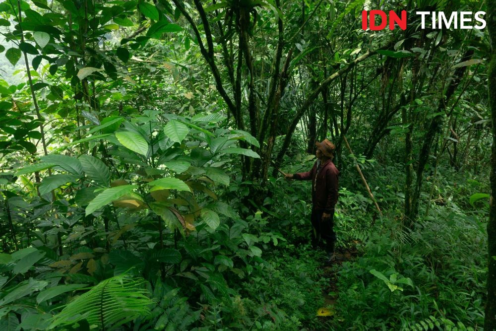 12 Potret Konservasi Hutan Hujan Tropis di Pekalongan dengan Kopi Owa