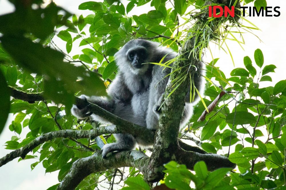 6 Fakta Terkini Primata di Indonesia, Status Mengkhawatirkan Lho