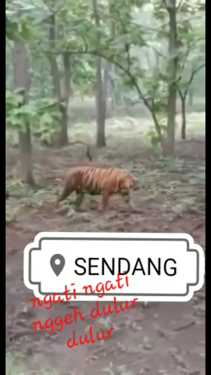 BKSDA Tambah 4 Kamera Trap Telusuri Harimau Jawa di Tulungagung