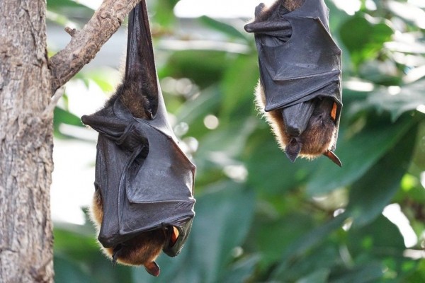 Mengenal Virus Nipah yang Dikhawatirkan Jadi Pandemi Selanjutnya