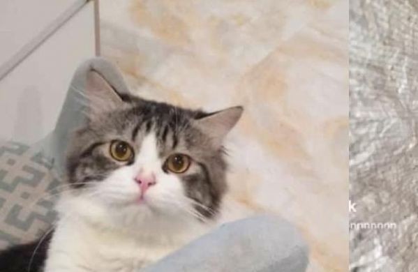 Kucing Persianya Ditemukan Tinggal Tulang, Begini Curhat Sonia