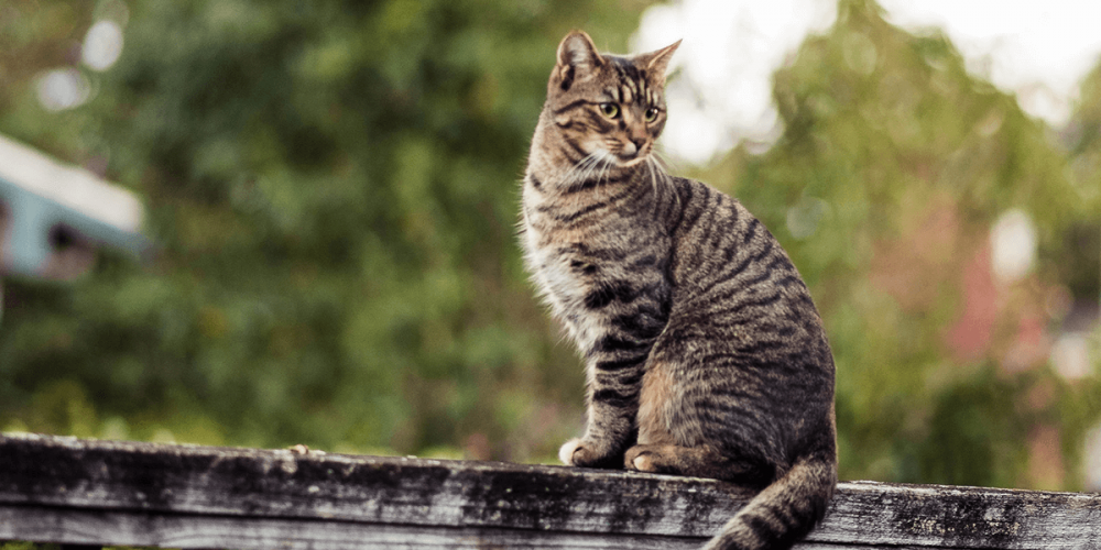 9 Penyebab Umum Kucing Kabur dari Rumah