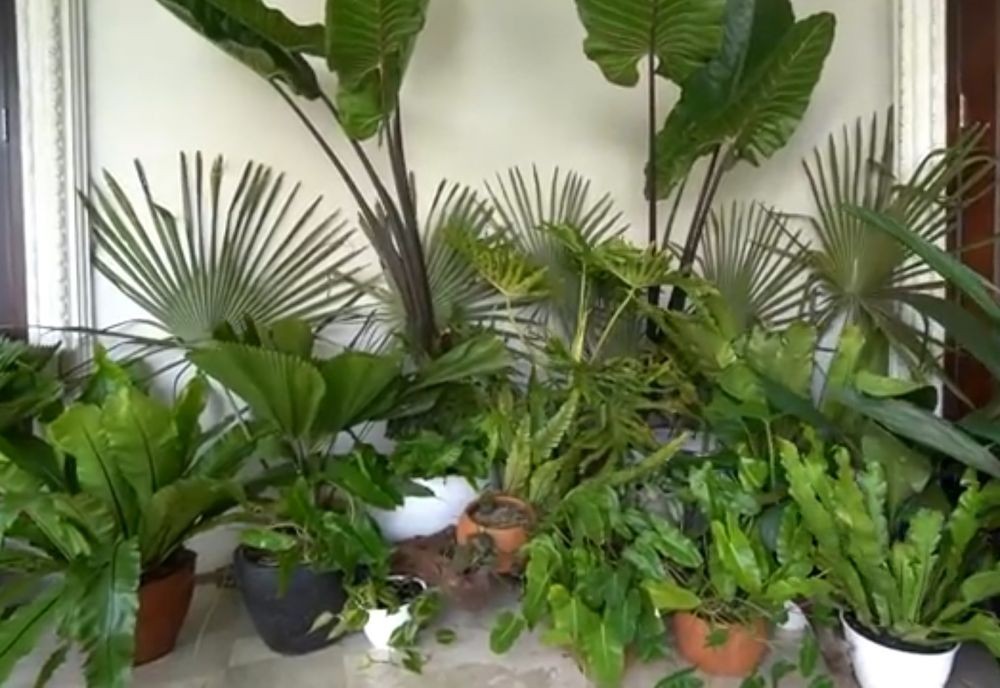 Koleksi Tanaman Ashanty (Foto: YouTube/The Hermansyah A6) Koleksi Tanaman Ashanty (Foto: YouTube/The Hermansyah A6)