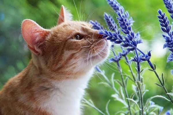 10 Aroma Ini Dibenci Kucing, Bisa Jadi Senjata Usir Mereka