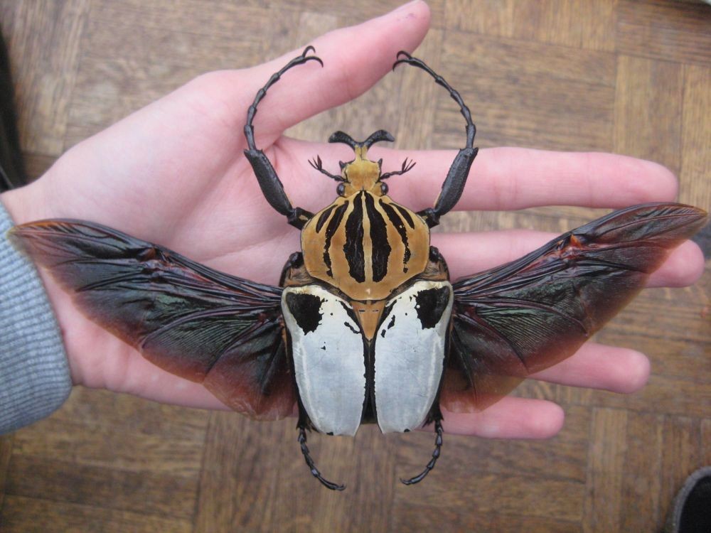 Great!  These are 10 Giant Insects Today