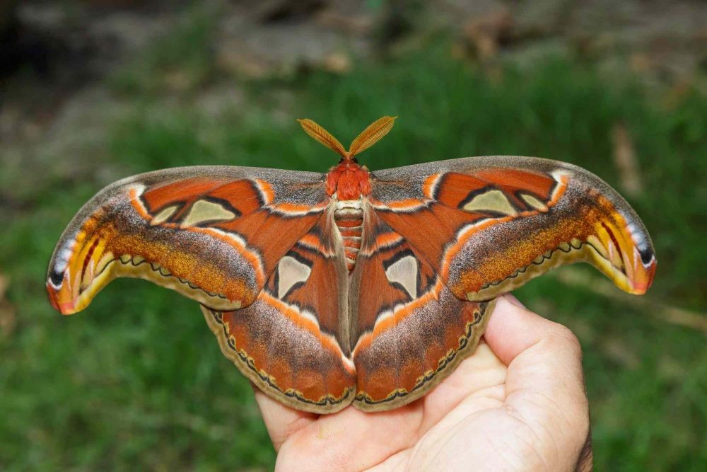 Great!  These are 10 Giant Insects Today