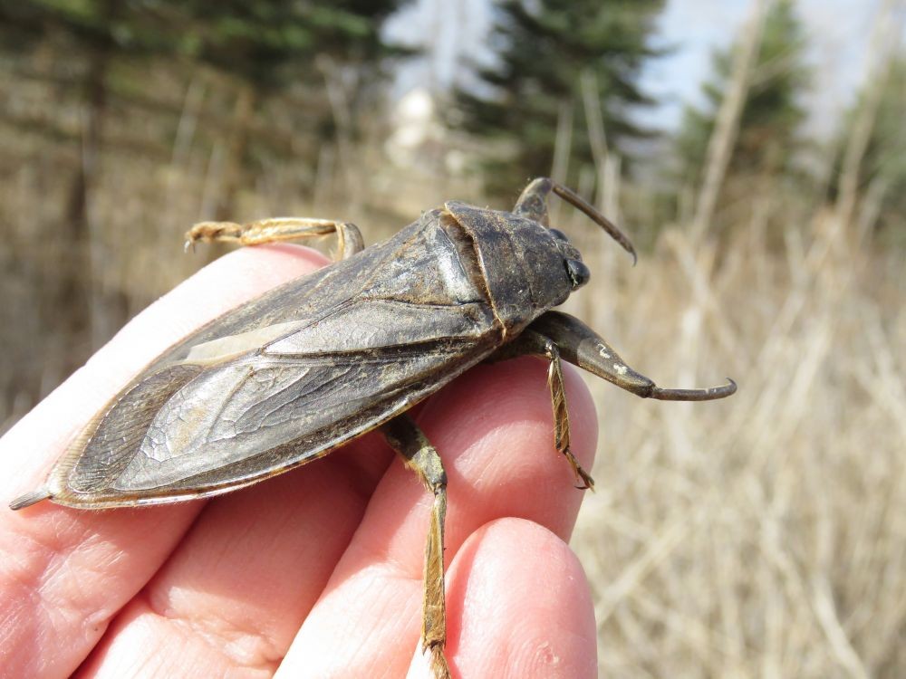 Great!  These are 10 Giant Insects Today