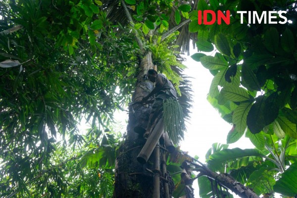 Rahasia Aren Menjaga Manusia dan Hutan Hujan Tropis Pekalongan Lestari