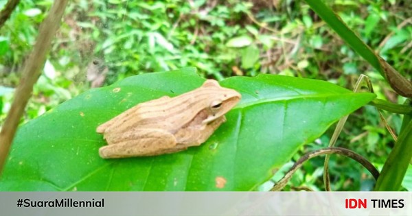 Katak Pohon Gunung Celering Jepara Urinenya Bikin Iritasi