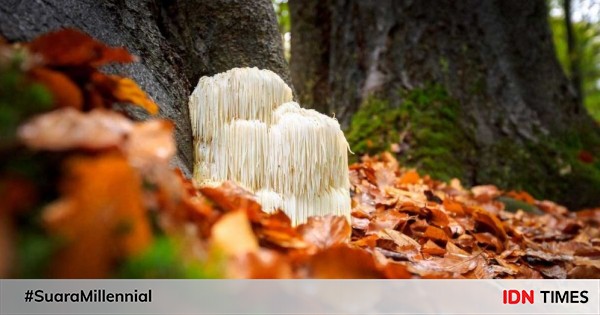 6 fakta jamur surai singa, bisa bantu mengatasi banyak penyakit