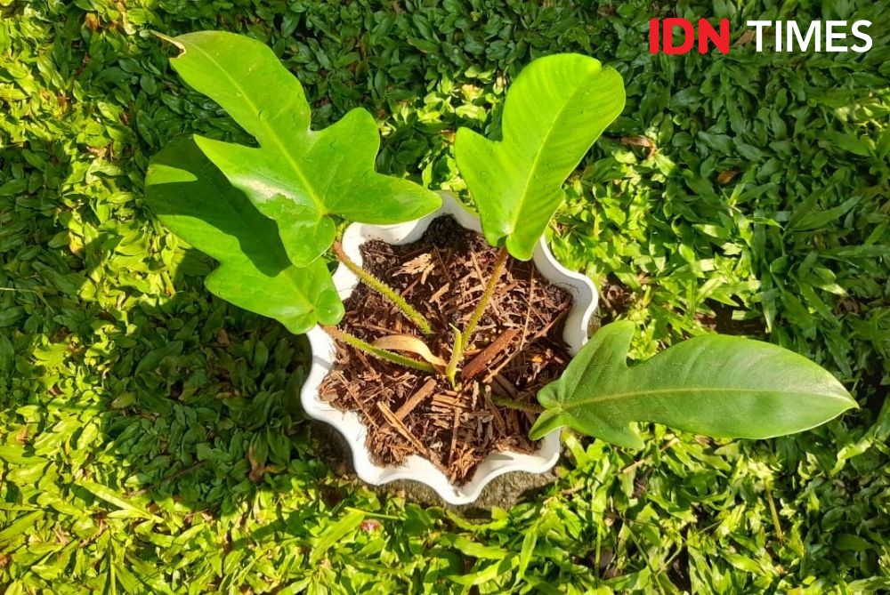 7 Philodendron Paling Eksotis untuk Tambah Koleksi Kamu