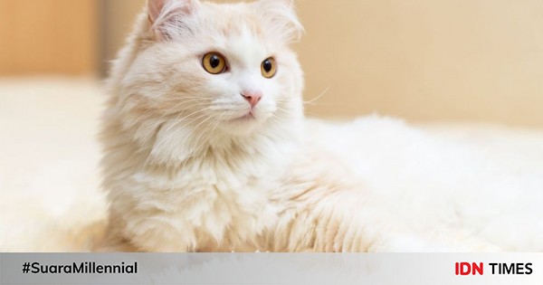 9 Fakta Muezza, Nama Kucing Kesayangan Nabi Muhammad SAW