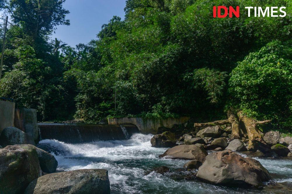 10 Potret Energi Listrik Buah Manfaat Hutan Hujan Tropis Pekalongan