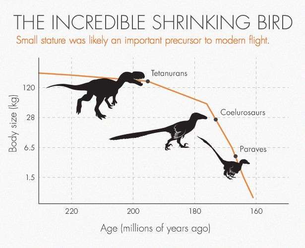 proof that dinosaurs evolved into birds