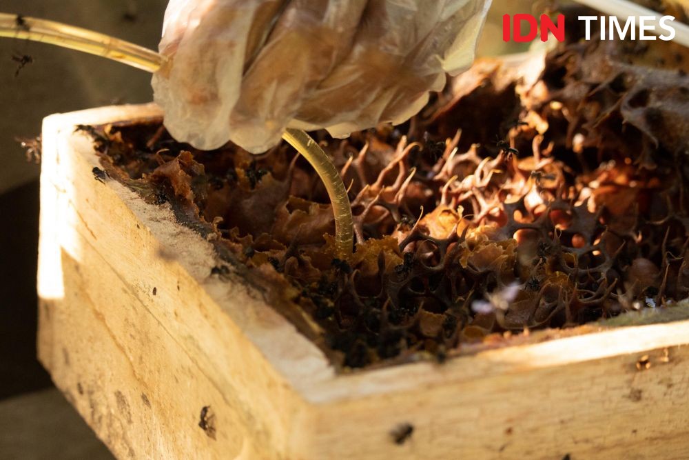 10 Potret Madu Kaya Nutrisi Penjaga Hutan Hujan Tropis di Pekalongan