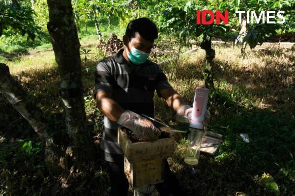 10 Potret Madu Kaya Nutrisi Penjaga Hutan Hujan Tropis di Pekalongan