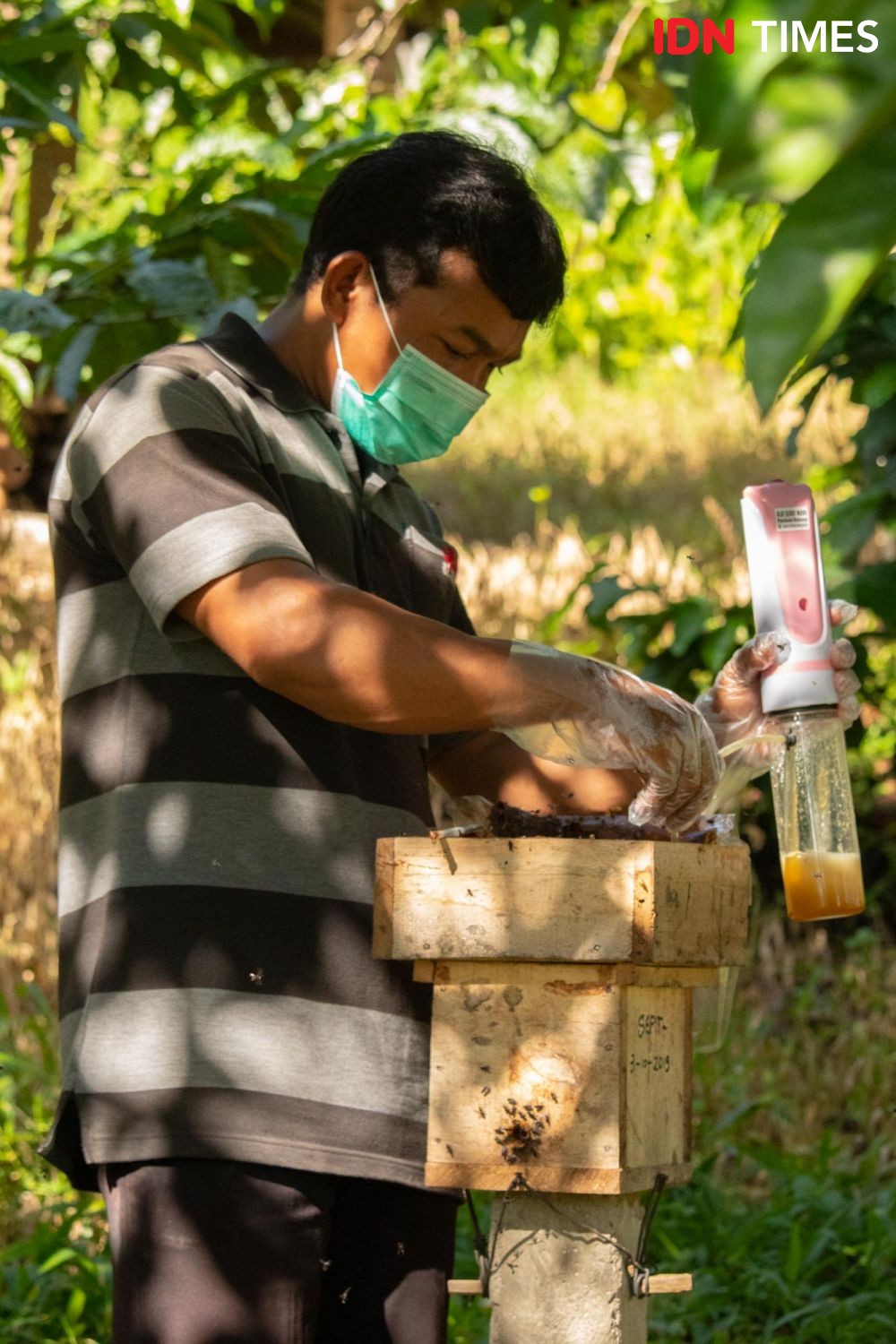 10 Potret Madu Kaya Nutrisi Penjaga Hutan Hujan Tropis di Pekalongan