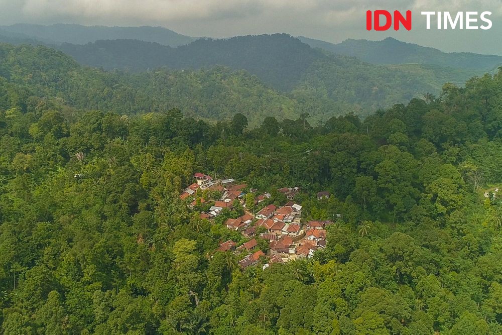 10 Potret Madu Kaya Nutrisi Penjaga Hutan Hujan Tropis di Pekalongan