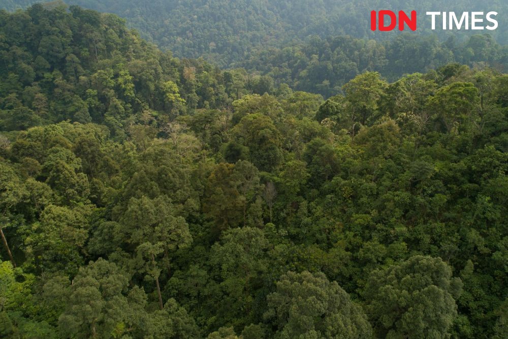 10 Potret Madu Kaya Nutrisi Penjaga Hutan Hujan Tropis di Pekalongan