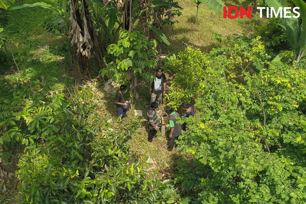 10 Potret Madu Kaya Nutrisi Penjaga Hutan Hujan Tropis di Pekalongan