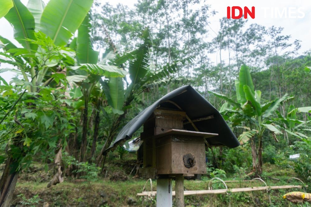 10 Potret Madu Kaya Nutrisi Penjaga Hutan Hujan Tropis di Pekalongan