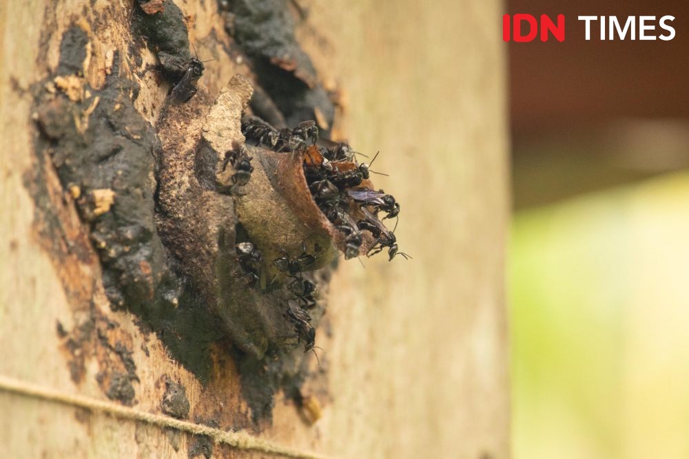 10 Potret Madu Kaya Nutrisi Penjaga Hutan Hujan Tropis di Pekalongan