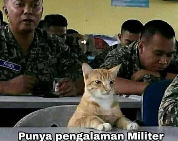 10 Meme Kocheng Oren Barbar yang Bikin Ngakak, Terkenal Nyebelin!