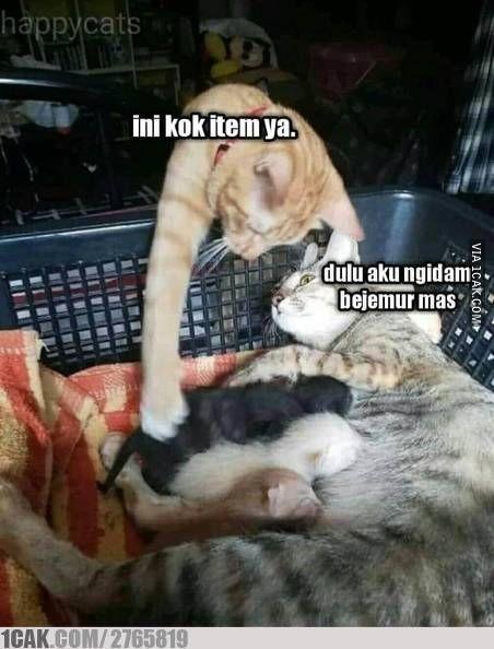 10 Meme Kocheng Oren Barbar yang Bikin Ngakak, Terkenal Nyebelin!