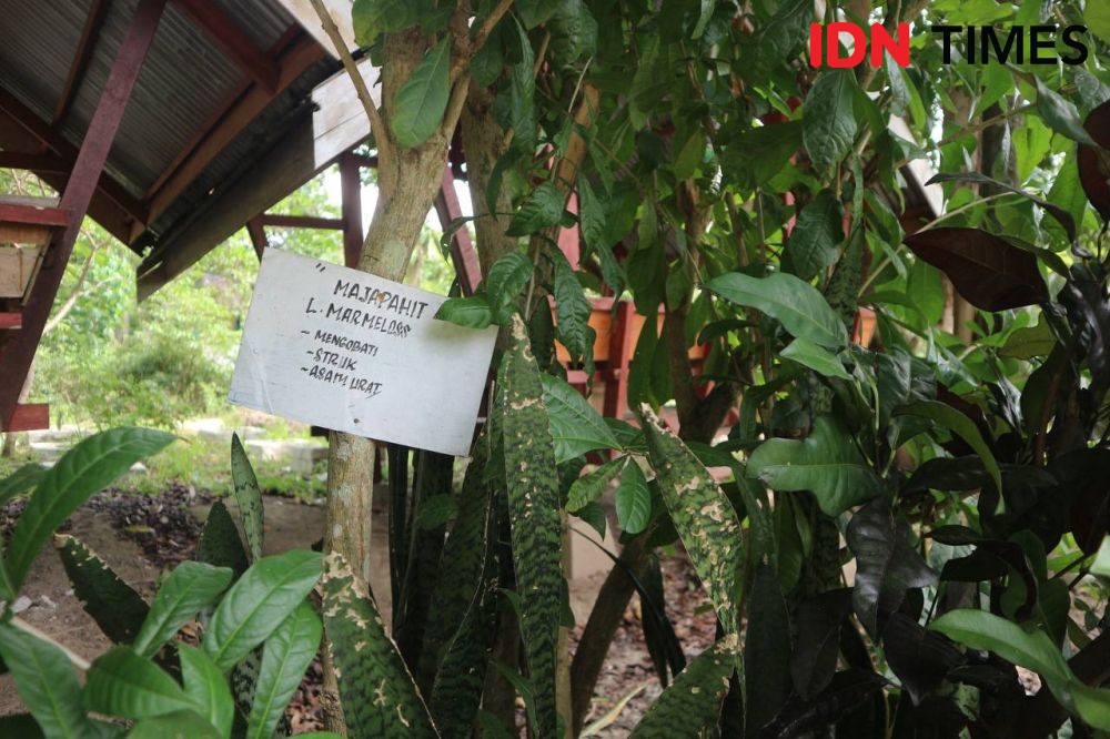 Mengunjungi Taman Obat Herbal Warisan Suku Kaili di di Sigi Sulteng