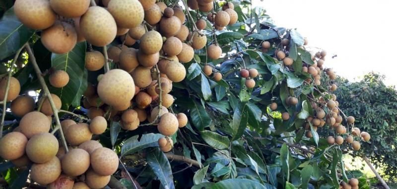 10 Manfaat Fantastis Buah Kelengkeng untuk Penderita Diabetes