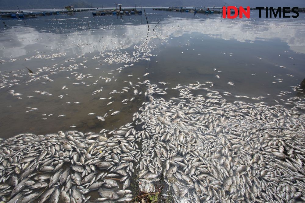 Cuaca Ekstrem Picu Kematian Puluhan Ton Ikan di Waduk Jatiluhur