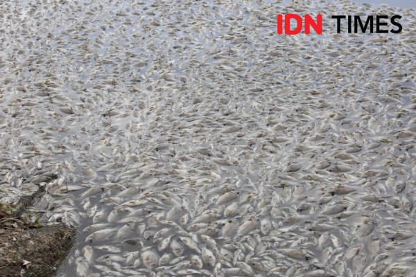 Ratusan Ton Ikan di Danau Maninjau Mati Mendadak
