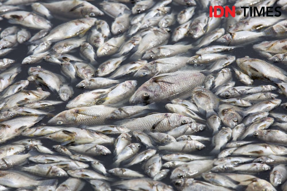 Ribuan Ikan Tambak di Sungai Komering Mati Keracunan