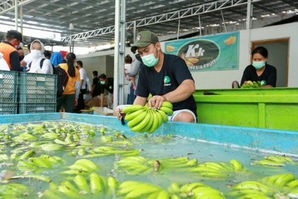 Juragan Pisang Cavendish Asal Banyuwangi, Per Hektar Untung Rp250 Juta