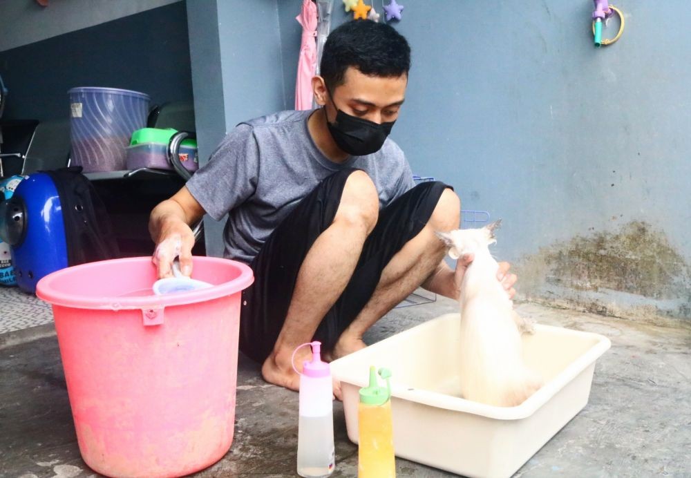 Jelang Lebaran, Jasa Penitipan Kucing di Kota Malang Alami Kenaikan