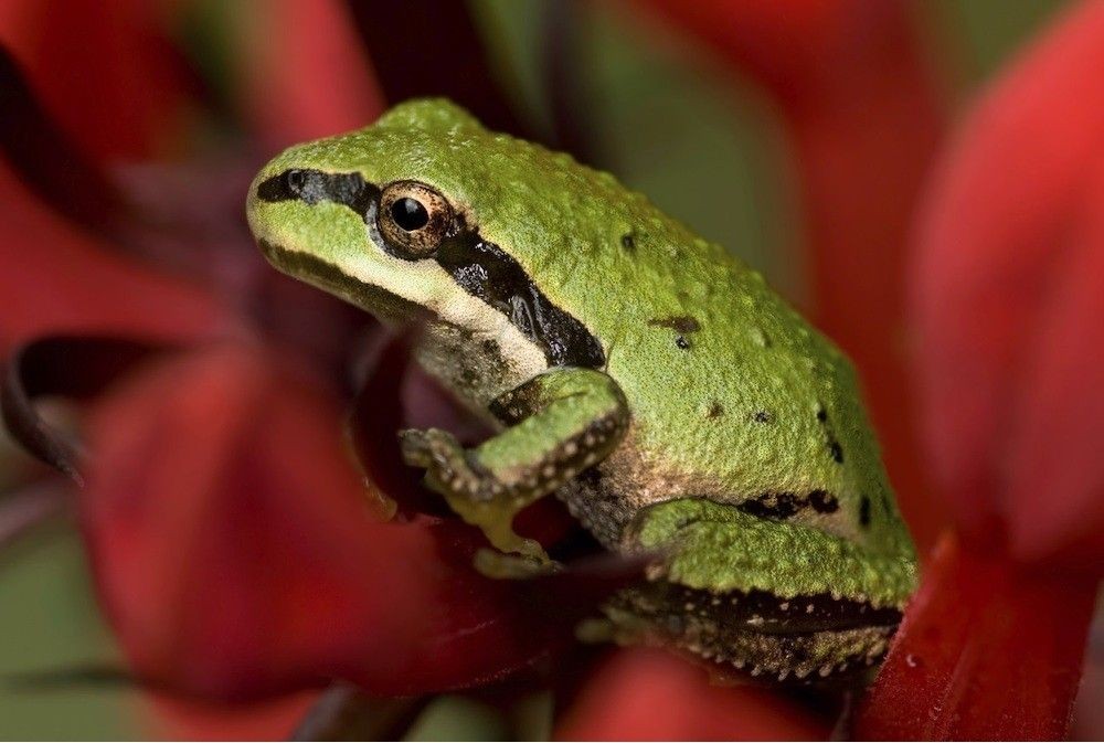 Puede cambiar el color de la piel, estos 10 animales son inteligentes en camuflaje