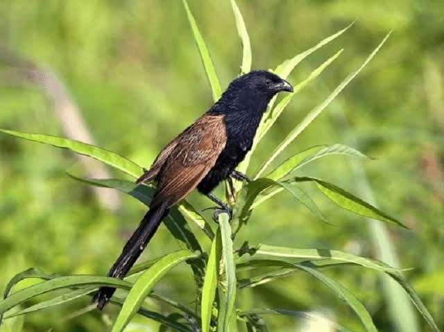 9 Burung Habitat Asli Jateng yang Rawan Punah, Ayo Lindungi!