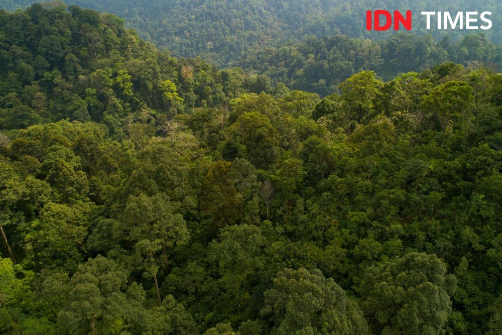 Sang Penyerbuk Ekonomi dan Ekologi di Hutan Hujan Tropis Pekalongan
