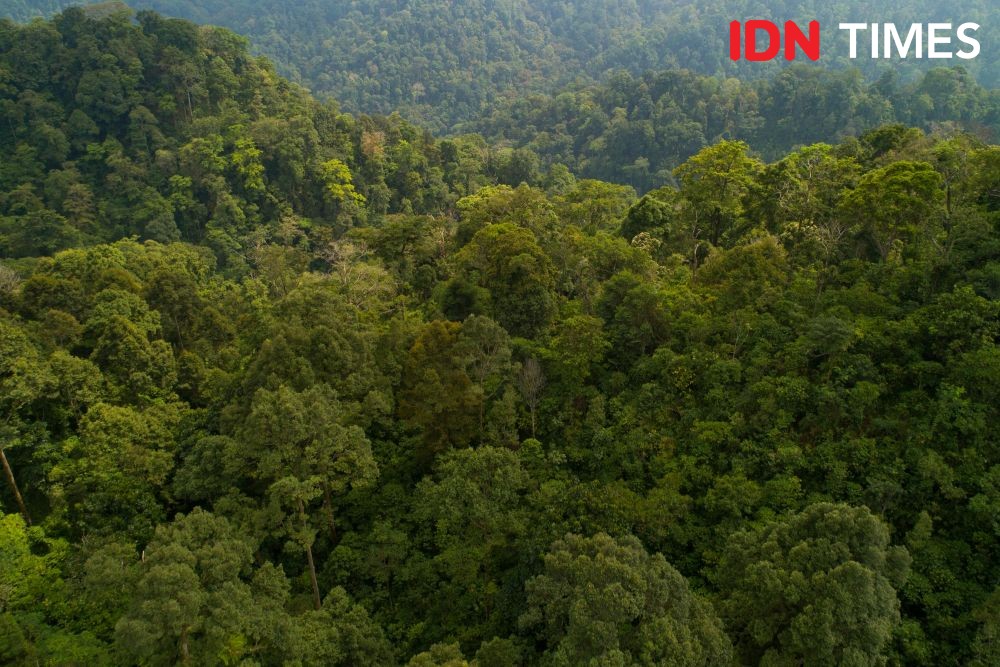 A landscape view of the forest