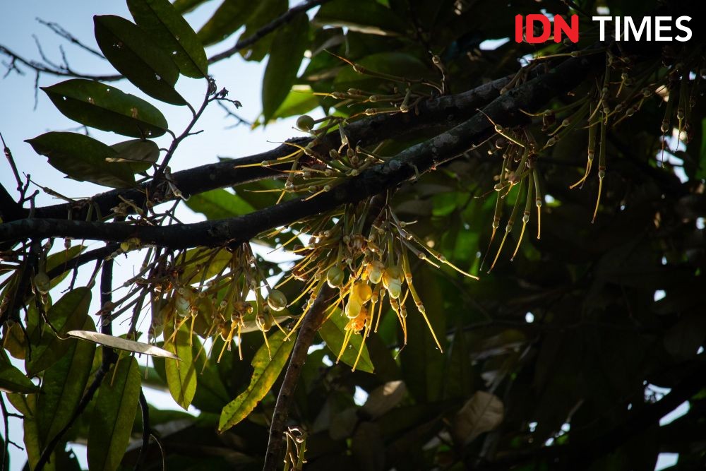 A durian tree branch with flowers